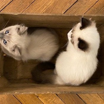 Élevage Ragdoll LOOF chaton disponible - Bleu Mink - Paris - Ile de France - département 75