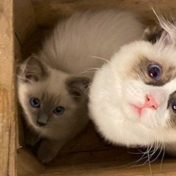 Élevage Ragdoll LOOF chaton disponible - Bleu Mink - Paris - Ile de France - département 75