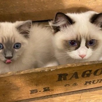 Élevage Ragdoll LOOF chaton disponible - Bleu Mink - Paris - Ile de France - département 75