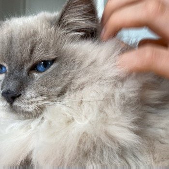 Élevage Ragdoll LOOF chaton disponible - Bleu Mink - Paris - Ile de France - département 75