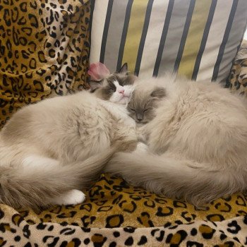 Élevage Ragdoll LOOF chaton disponible - Bleu Mink - Paris - Ile de France - département 75