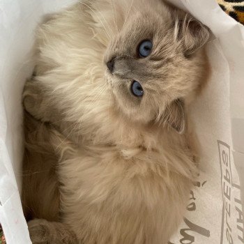 Élevage Ragdoll LOOF chaton disponible - Bleu Mink - Paris - Ile de France - département 75