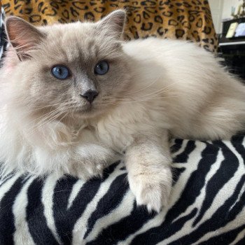 Élevage Ragdoll LOOF chaton disponible - Bleu Mink - Paris - Ile de France - département 75