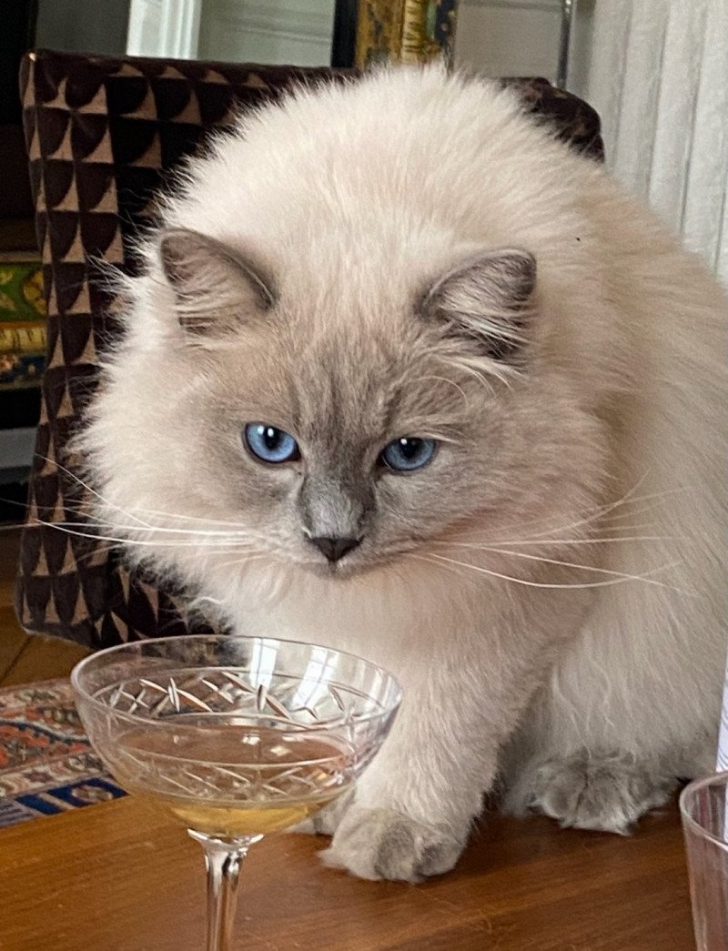 Suga de l'Arbre aux Chats Mâle Ragdoll Suga de l'Arbre aux Chats Mâle Ragdoll