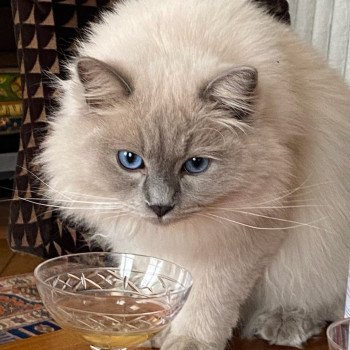 Élevage Ragdoll LOOF chaton disponible - Bleu Mink - Paris - Ile de France - département 75