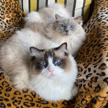 Élevage Ragdoll LOOF chaton disponible - Bleu Mink - Paris - Ile de France - département 75