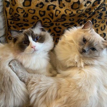 Élevage Ragdoll LOOF chaton disponible - Bleu Mink - Paris - Ile de France - département 75