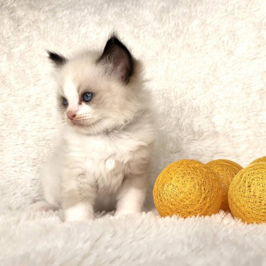 Sweet Pea de l'Arbre aux Chats Femelle Ragdoll