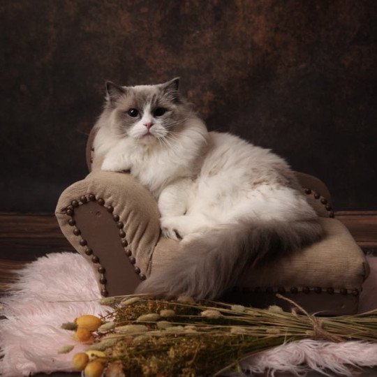 Tamara de l'Arbre aux Chats Femelle Ragdoll