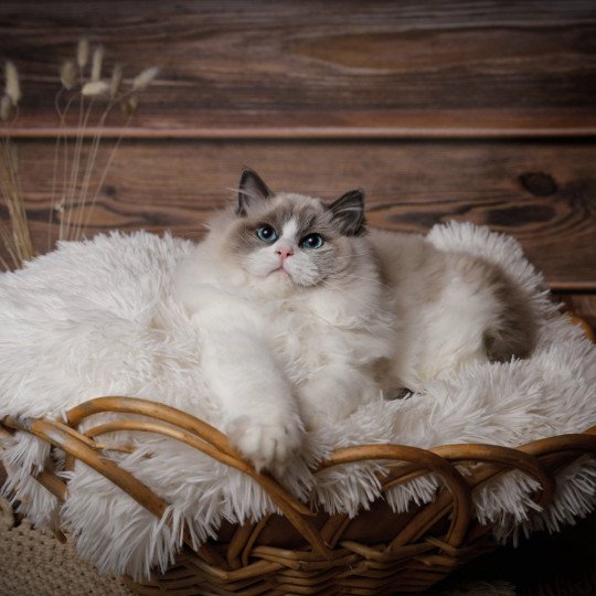 Tamara de l'Arbre aux Chats Femelle Ragdoll