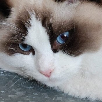 Elevage Ragdoll LOOF chaton aux yeux bleus disponible - Seal bicolore - Créteil - Val de Marne - département 94