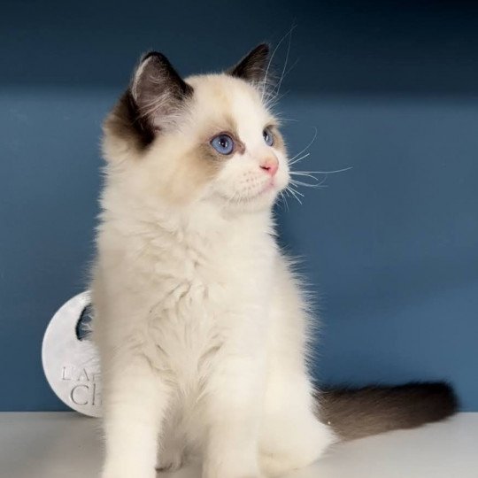 Tamaki de l'Arbre aux Chats Mâle Ragdoll