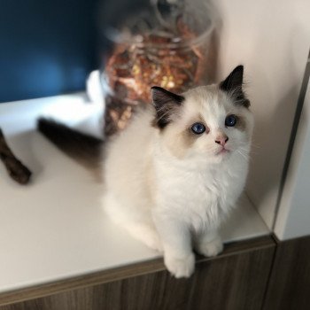 Elevage Ragdoll LOOF chaton aux yeux bleus disponible à l’adoption - Seal Bicolore - La Courneuve - Île de France - département 93
