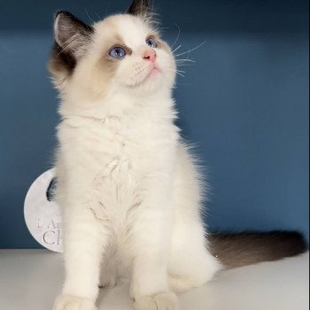 Elevage Ragdoll LOOF chaton aux yeux bleus disponible à l’adoption - Seal Bicolore - La Courneuve - Île de France - département 93
