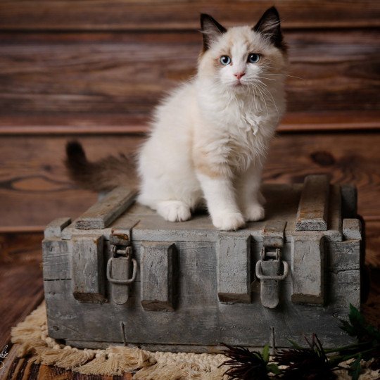 Tempo de l'Arbre aux Chats Mâle Ragdoll