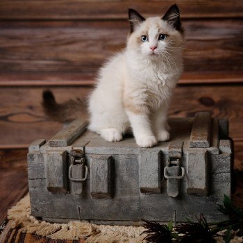 Elevage sérieux de Ragdoll LOOF chaton aux yeux bleus disponible à l’adoption - Seal bicolore - Hermonville - Marne - département 51