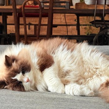 Elevage sérieux de Ragdoll LOOF chaton aux yeux bleus disponible à l’adoption - Seal Bicolore - Reims - Marne - département 51