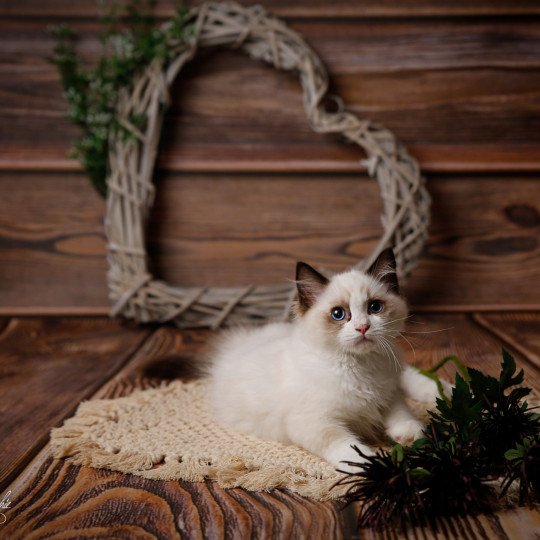 The Totem de l'Arbre aux Chats Femelle Ragdoll