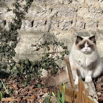 Elevage sérieux de Ragdoll LOOF chaton aux yeux bleus disponible à l’adoption - Seal Bicolore - Reims - Marne - département 51