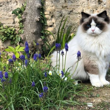 Elevage sérieux de Ragdoll LOOF chaton aux yeux bleus disponible à l’adoption - Seal Bicolore - Reims - Marne - département 51