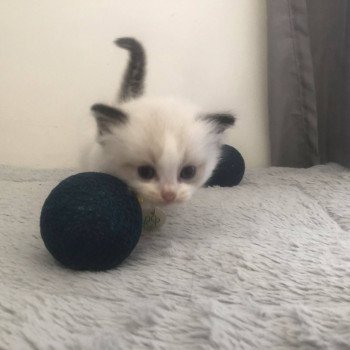 Elevage Ragdoll LOOF chaton aux yeux bleus disponible - Seal Bicolore - Metz - Moselle - département 57