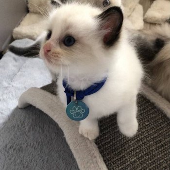 Elevage Ragdoll LOOF chaton aux yeux bleus disponible - Seal Bicolore - Metz - Moselle - département 57