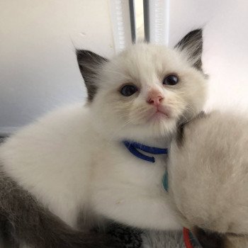 Elevage Ragdoll LOOF chaton aux yeux bleus disponible - Seal Bicolore - Metz - Moselle - département 57 Elevage Ragdoll LOOF chaton aux yeux bleus disponible - Seal Bicolore - Metz - Moselle - département 57