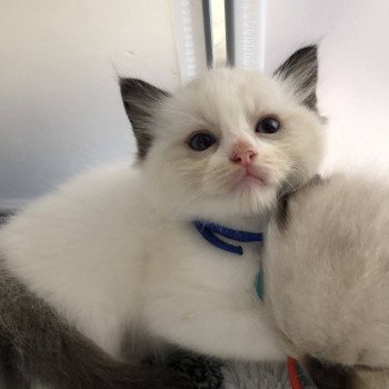 Elevage Ragdoll LOOF chaton aux yeux bleus disponible - Seal Bicolore - Metz - Moselle - département 57