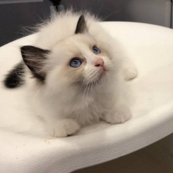 Elevage Ragdoll LOOF chaton aux yeux bleus disponible - Seal Bicolore - Metz - Moselle - département 57