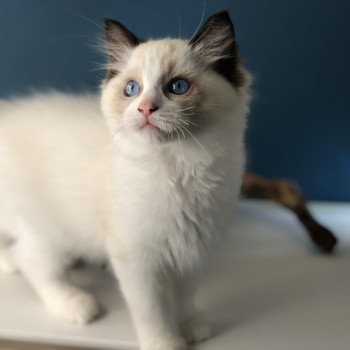 Elevage Ragdoll LOOF chaton aux yeux bleus disponible - Seal Bicolore - Metz - Moselle - département 57