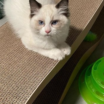 Elevage Ragdoll LOOF chaton aux yeux bleus disponible - Seal Bicolore - Metz - Moselle - département 57