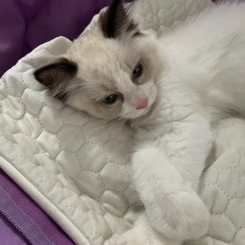 Elevage Ragdoll LOOF chaton aux yeux bleus disponible - Seal Bicolore - Metz - Moselle - département 57