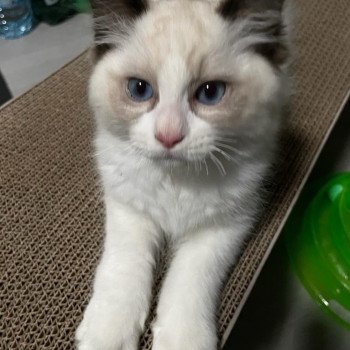 Elevage Ragdoll LOOF chaton aux yeux bleus disponible - Seal Bicolore - Metz - Moselle - département 57