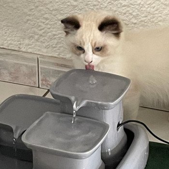 Elevage Ragdoll LOOF chaton aux yeux bleus disponible - Seal Bicolore - Metz - Moselle - département 57 Elevage Ragdoll LOOF chaton aux yeux bleus disponible - Seal Bicolore - Metz - Moselle - département 57