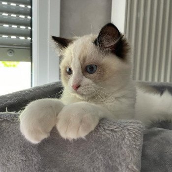 Elevage Ragdoll LOOF chaton aux yeux bleus disponible - Seal Bicolore - Metz - Moselle - département 57 Elevage Ragdoll LOOF chaton aux yeux bleus disponible - Seal Bicolore - Metz - Moselle - département 57