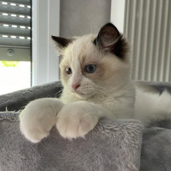 Elevage Ragdoll LOOF chaton aux yeux bleus disponible - Seal Bicolore - Metz - Moselle - département 57