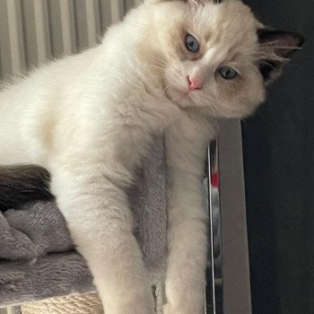 Elevage Ragdoll LOOF chaton aux yeux bleus disponible - Seal Bicolore - Metz - Moselle - département 57