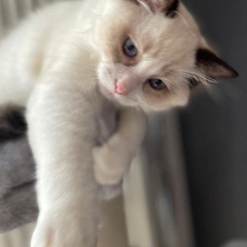 Elevage Ragdoll LOOF chaton aux yeux bleus disponible - Seal Bicolore - Metz - Moselle - département 57