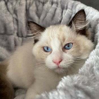 Elevage Ragdoll LOOF chaton aux yeux bleus disponible - Seal Bicolore - Metz - Moselle - département 57