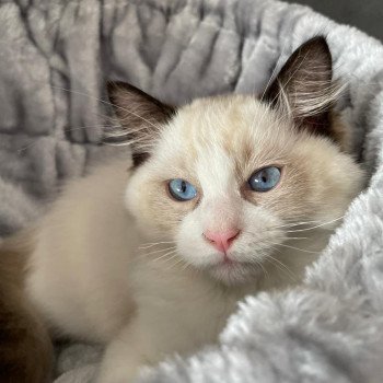 Elevage Ragdoll LOOF chaton aux yeux bleus disponible - Seal Bicolore - Metz - Moselle - département 57 Elevage Ragdoll LOOF chaton aux yeux bleus disponible - Seal Bicolore - Metz - Moselle - département 57