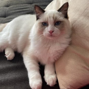 Elevage Ragdoll LOOF chaton aux yeux bleus disponible - Seal Bicolore - Metz - Moselle - département 57