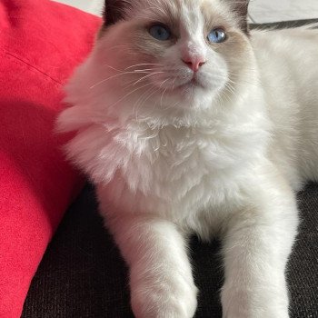 Elevage Ragdoll LOOF chaton aux yeux bleus disponible - Seal Bicolore - Metz - Moselle - département 57