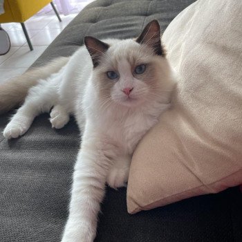 Elevage Ragdoll LOOF chaton aux yeux bleus disponible - Seal Bicolore - Metz - Moselle - département 57