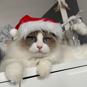 Elevage Ragdoll LOOF chaton aux yeux bleus disponible - Seal Bicolore - Metz - Moselle - département 57 Elevage Ragdoll LOOF chaton aux yeux bleus disponible - Seal Bicolore - Metz - Moselle - département 57