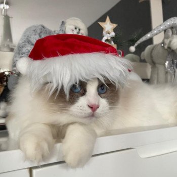 Elevage Ragdoll LOOF chaton aux yeux bleus disponible - Seal Bicolore - Metz - Moselle - département 57 Elevage Ragdoll LOOF chaton aux yeux bleus disponible - Seal Bicolore - Metz - Moselle - département 57