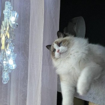 Elevage Ragdoll LOOF chaton aux yeux bleus disponible - Seal Bicolore - Metz - Moselle - département 57 Elevage Ragdoll LOOF chaton aux yeux bleus disponible - Seal Bicolore - Metz - Moselle - département 57