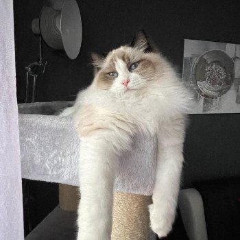 Elevage Ragdoll LOOF chaton aux yeux bleus disponible - Seal Bicolore - Metz - Moselle - département 57 Elevage Ragdoll LOOF chaton aux yeux bleus disponible - Seal Bicolore - Metz - Moselle - département 57