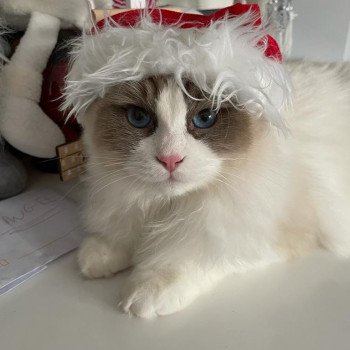 Elevage Ragdoll LOOF chaton aux yeux bleus disponible - Seal Bicolore - Metz - Moselle - département 57