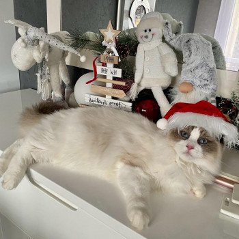 Elevage Ragdoll LOOF chaton aux yeux bleus disponible - Seal Bicolore - Metz - Moselle - département 57