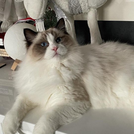 Thor de l'Arbre aux Chats Mâle Ragdoll